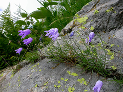 Campanula excisa