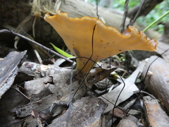 Favolus fuscolineatus