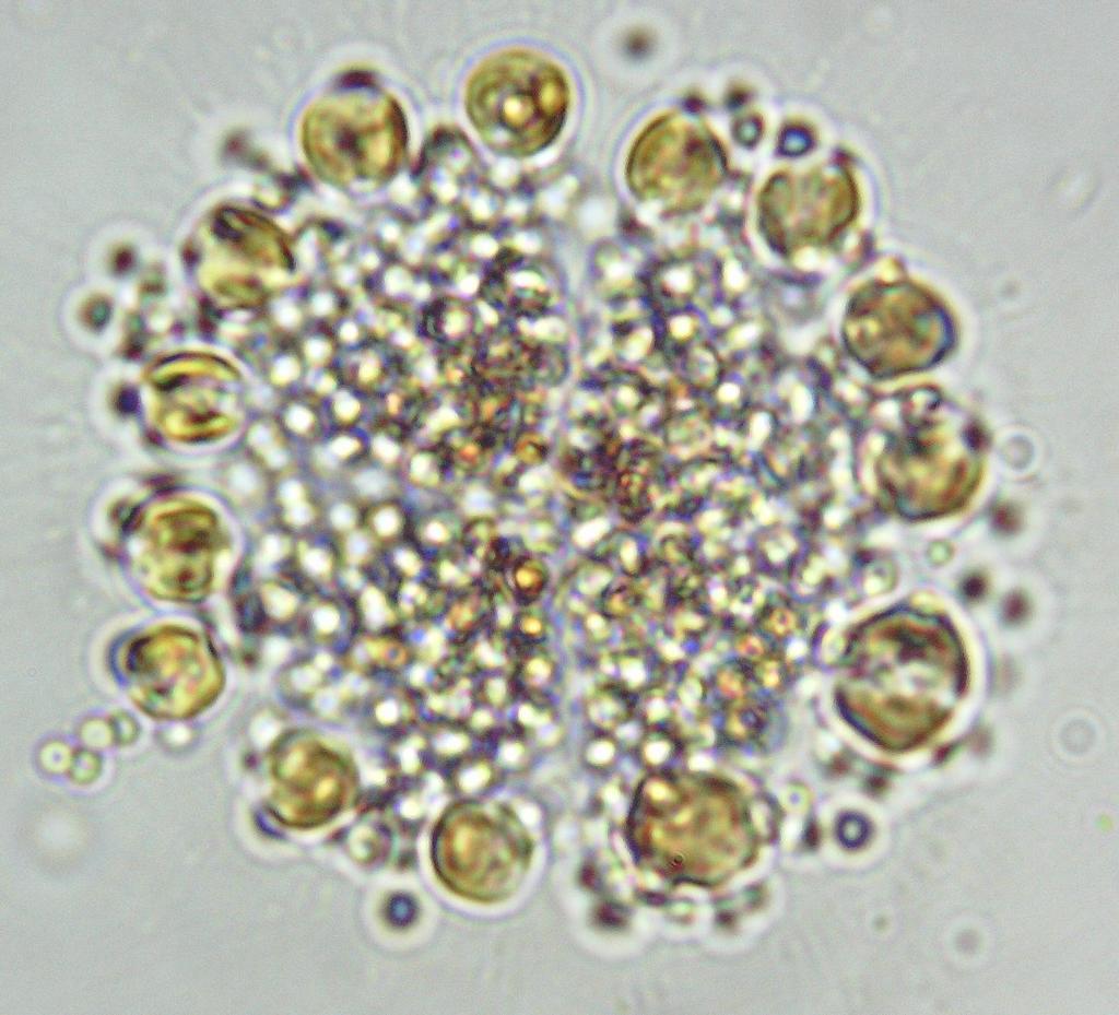 Chrysamoebaceae