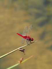 Urothemis signata insignata