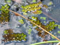 Aethriamanta gracilis