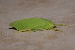 Zabalius ophthalmicus