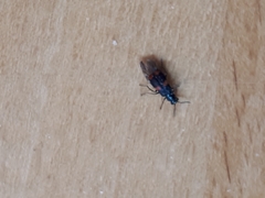 Anthocomus fasciatus