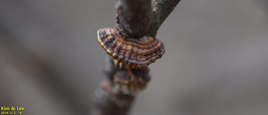 Daedaleopsis styracina · April 2019 · photo: © pintail (iNaturalist, cc-by)
