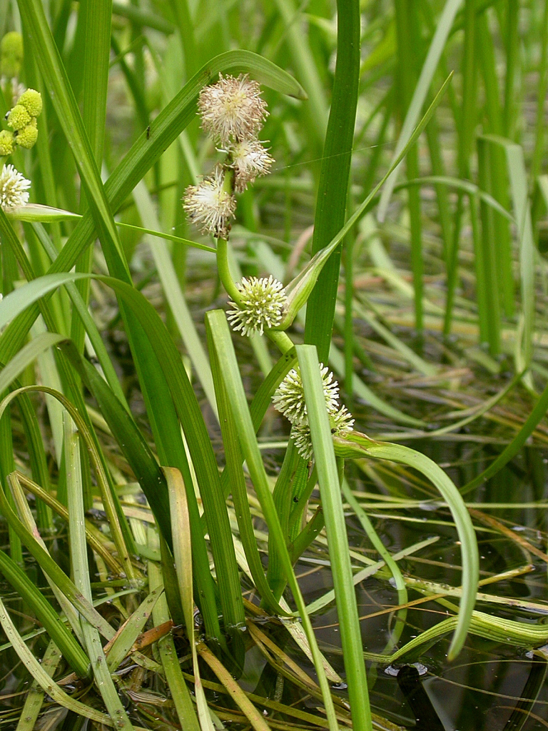 Sparganium angustifolium