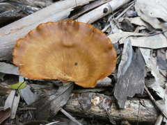 Favolus fuscolineatus
