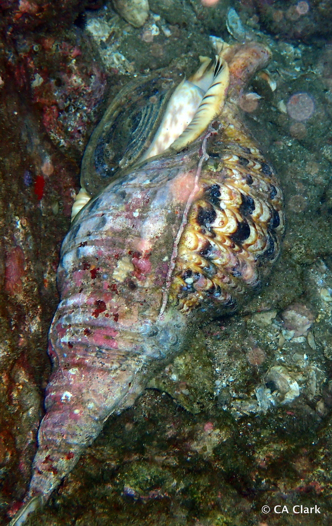 Giant Triton Snail from Wailea, Maui, Hawai'i, USA on December 13, 2023