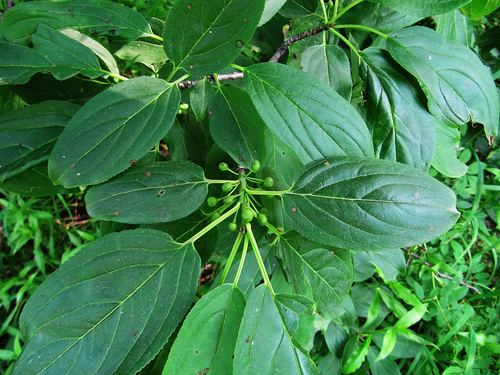 Dahurian buckthorn (Rhamnus davurica)