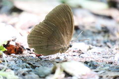 Faunis canens arcesilas