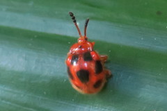 Stenotarsus pardalis