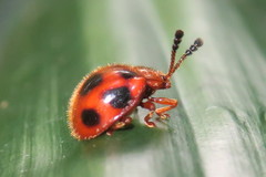 Stenotarsus pardalis