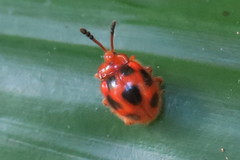 Stenotarsus pardalis