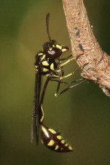 Stenogastrinae