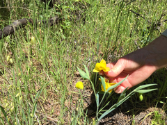 Calochortus amabilis