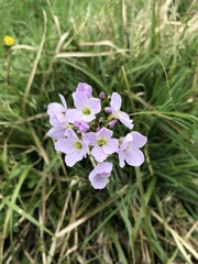 Cardamine pratensis