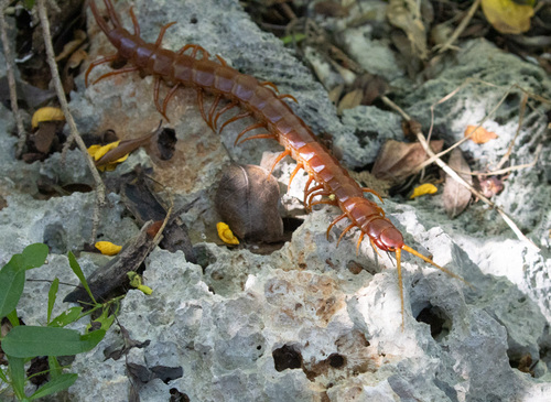 Caribbean Giant Centipede photographed in Dominican Republic