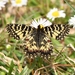Swallowtails and Parnassians - Photo (c) Marco Vicariotto, some rights reserved (CC BY-NC-ND), uploaded by Marco Vicariotto