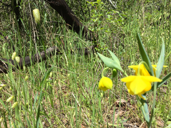 Calochortus amabilis