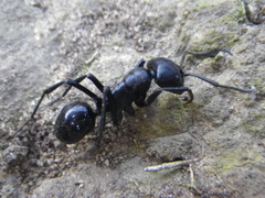 Streblognathus peetersi