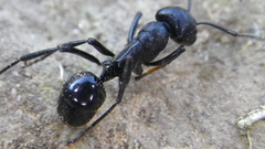 Streblognathus peetersi