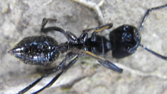 Streblognathus peetersi