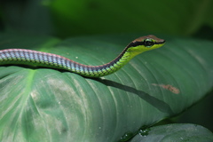 Dendrelaphis formosus