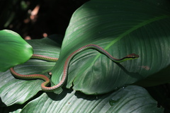 Dendrelaphis formosus