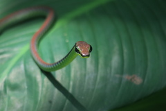Dendrelaphis formosus