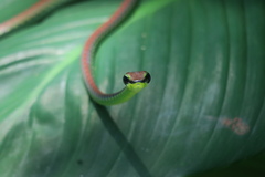 Dendrelaphis formosus
