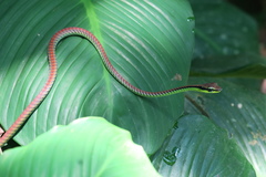 Dendrelaphis formosus
