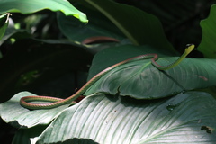 Dendrelaphis formosus