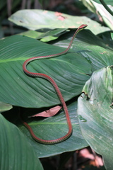 Dendrelaphis formosus