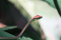 Dendrelaphis formosus