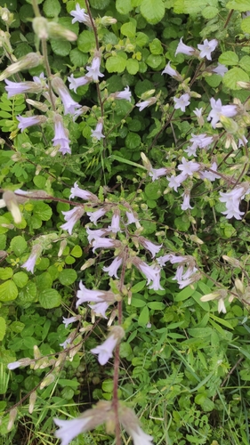 Campanula lyrata (Campanula lyrata)