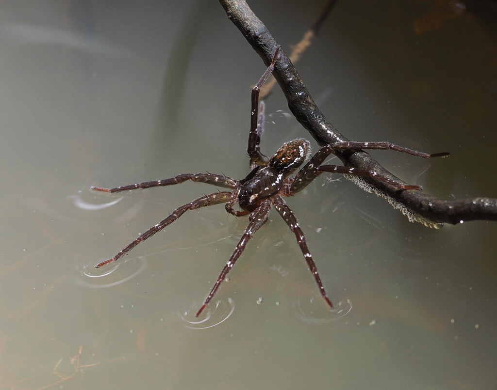 Fishing Spiders from Tamborine Mountain QLD 4272, Australia on November ...
