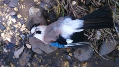 Garrulus glandarius atricapillus