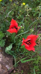 Tulipa agenensis
