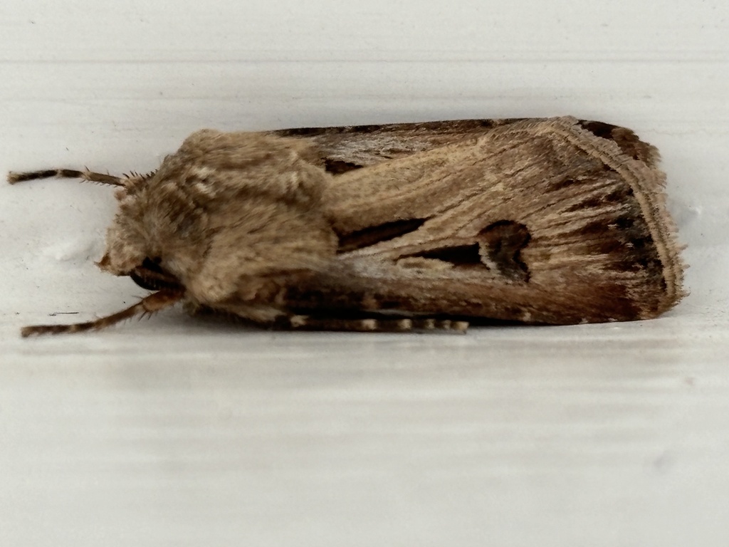 Agrotis caffra from ICIPE Road, Nairobi, Nairobi, KE on December 21 ...