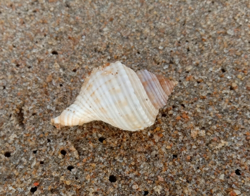 Linatella caudata observed 2023-12-20