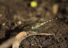 Diplacodes trivialis