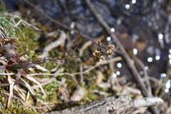 Luzula acuminata