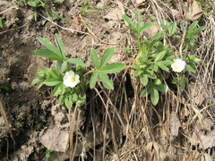 Potentilla alba