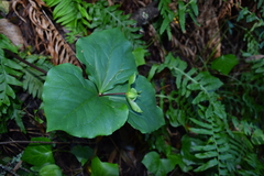 Trillium ovatum ovatum