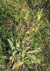 Verbascum mucronatum