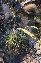 Dasylirion berlandieri