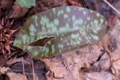 Erythronium americanum