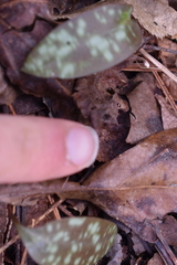 Erythronium americanum