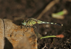 Diplacodes trivialis