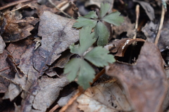 Anemonoides quinquefolia