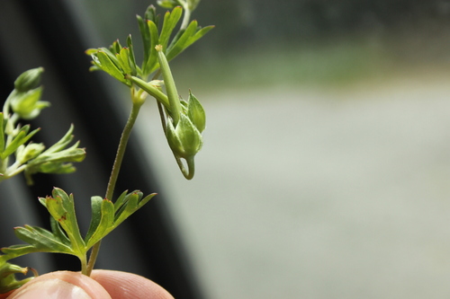 Image of Geranium solanderi by (c) Joe Dillon, some rights reserved (CC BY)